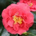 Camellia 'Blood of China' : H 60/70 cm, ctr 7 Litres